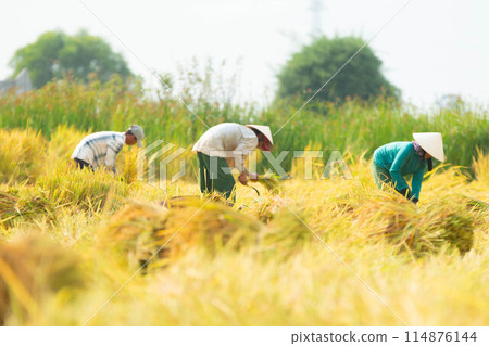 越南水稻收穫季節 114876144
