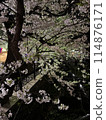 Night cherry blossoms along the river 114876171
