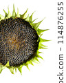 Sunflower cutout 114876255