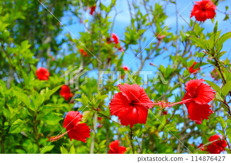 Okinawa lovey hibiscus 114876427