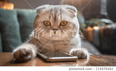 Smartphone and Scottish Fold 114876882