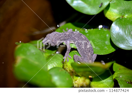 一隻壁虎入侵了水瓶 114877424