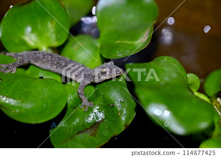A gecko invaded the water bottle 114877425