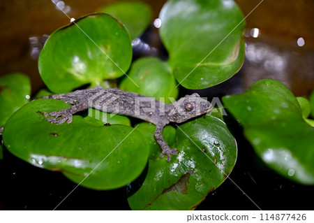 一隻壁虎入侵了水瓶 114877426