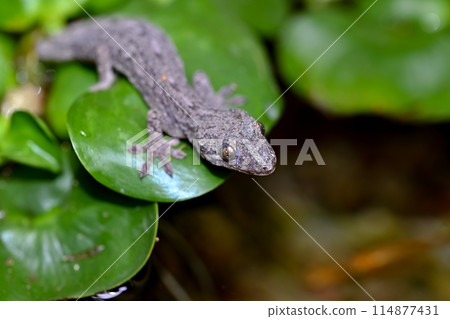 A gecko invaded the water bottle A gecko invaded the water bottle 114877431