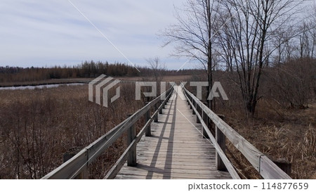 Mer Bleue National conservation area near Ottawa 114877659