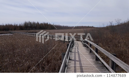 Mer Bleue National conservation area near Ottawa 114877689