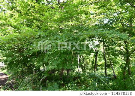 A view of the forest behind Somatsu Park, covered with vibrant leaves 114878138