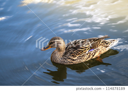 Mallard or wild duck Anas platyrhynchos female in a local lake. Beautiful waterfowl. Close-up 114878189