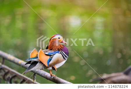 A beautiful male mandarin duck stands on a fence near the lake. Close-up photo. Nature and wild birds 114878224