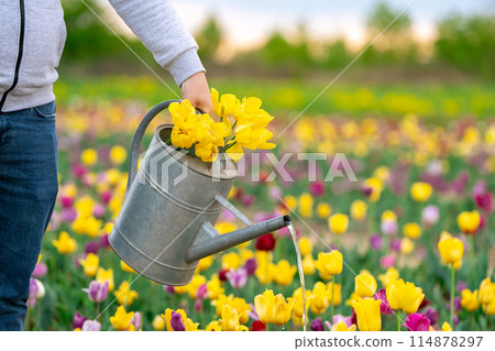 Gardener watering tulips in a flower field on a sunny spring day. Nature concept 114878297