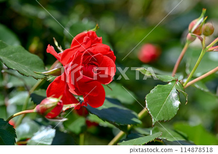 鮮紅的玫瑰 鮮紅的玫瑰 114878518