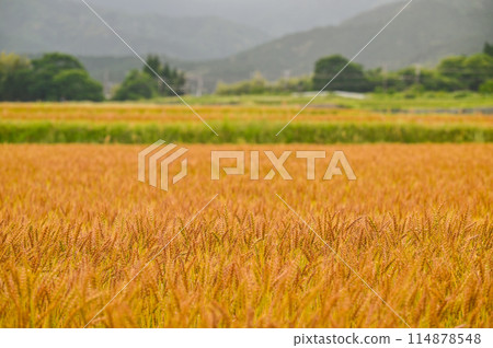 Wheat field, May, Southern Gifu Prefecture 114878548