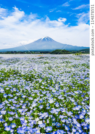 富士和Nemophila 富士和Nemophila 114878551