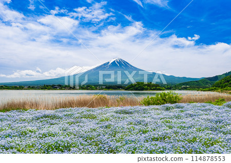 Fuji and Nemophila 114878553