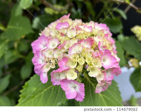 繡球花已經開始綻放 114879082