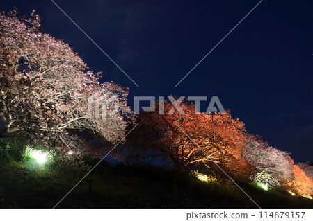 Illuminated cherry blossoms at night in spring Illuminated cherry blossoms at night in spring 114879157