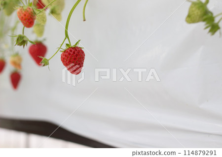 草莓採摘 草莓採摘 114879291