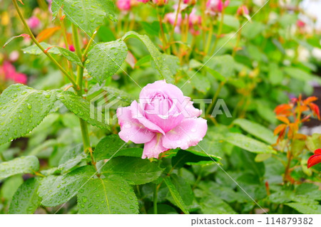 雨中的粉紅玫瑰 雨中的粉紅玫瑰 114879382