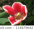 Red tulip flowers blooming close up 114879642
