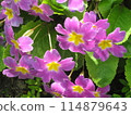 Pink primula 114879643