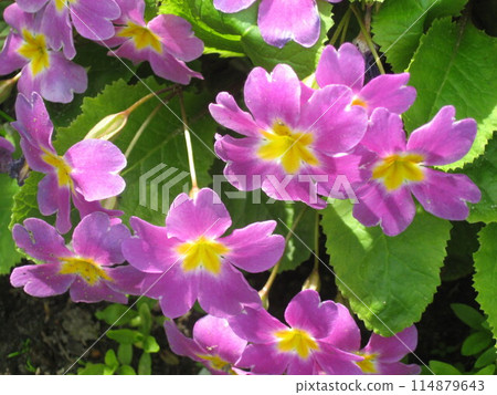 Pink primula Pink primula 114879643