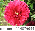 Peon close up 114879644