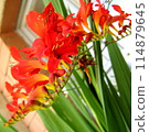 Orange gladiolus 114879645