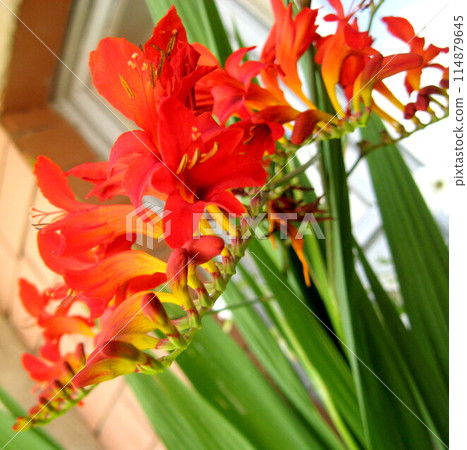 Orange gladiolus 114879645