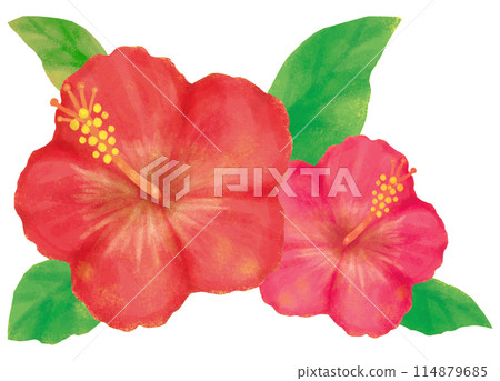 芙蓉插畫夏季素材 114879685