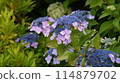 藍色繡球花 114879702