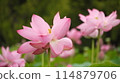 風景與蓮花 114879706