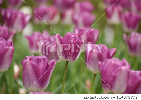 purple tulips in full bloom 114879772