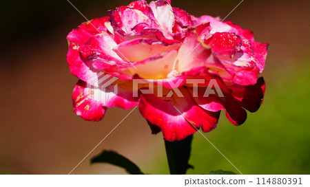 Pink roses are a double delight Pink roses are a double delight 114880391