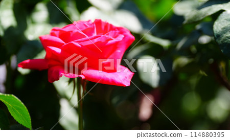 Pink roses by Maria Callas 114880395