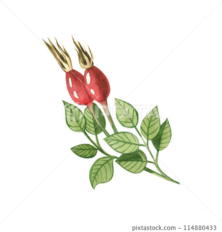 A sprig of red rose hips and rose hip leaves drawn in watercolor on a white background. Suitable for printing on fabric and paper, textiles, design. 114880433