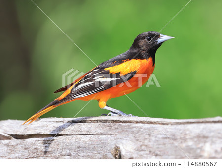 Baltimore Oriole perched on a tree trunk in the forest, Canada 114880567