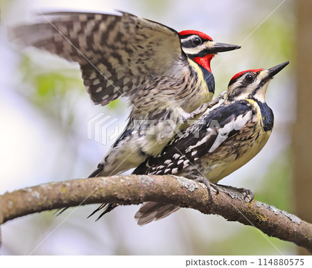 Yellow-bellied Sapsucker coupling on a tree branch in the forest, Canada Yellow-bellied Sapsucker coupling on a tree branch in the forest, Canada 114880575