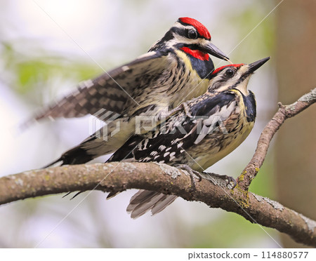 Yellow-bellied Sapsucker coupling on a tree branch in the forest, Canada Yellow-bellied Sapsucker coupling on a tree branch in the forest, Canada 114880577