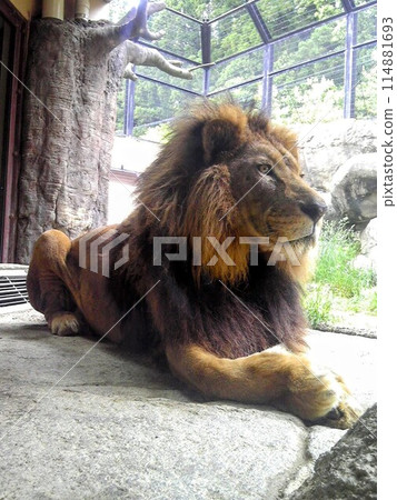 A dignified lion A dignified lion 114881693