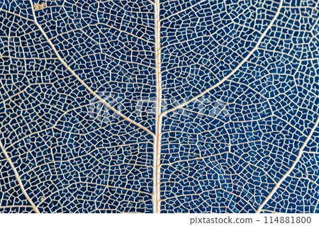 macro photography, natural plant background in the form of a skeletonized leaf of light beige color on blue background, close up macro photography, natural plant background in the form of a skeletonized leaf of light beige color on blue background, close up 114881800