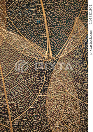 macro photography, natural plant luxury background in the form of a skeletonized leaf of yellow golden color, close up, with copy space macro photography, natural plant luxury background in the form of a skeletonized leaf of yellow golden color, close up, with copy space 114881801