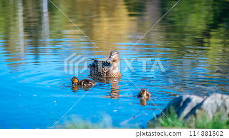 mother duck swims on the lake with her little cute ducklings, spring, summer, bird life mother duck swims on the lake with her little cute ducklings, spring, summer, bird life 114881802