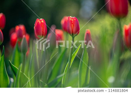 lots of beautiful bright red tulips, spring natural background, calm, peaceful atmosphere lots of beautiful bright red tulips, spring natural background, calm, peaceful atmosphere 114881804