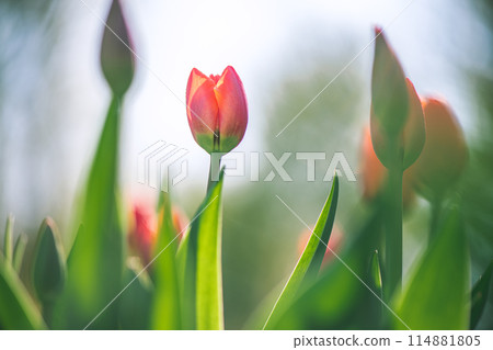 lots of beautiful bright red tulips, spring natural background, calm, peaceful atmosphere lots of beautiful bright red tulips, spring natural background, calm, peaceful atmosphere 114881805