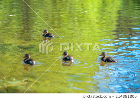 small cute ducklings swim on the lake in spring, bird offspring, flora, nature small cute ducklings swim on the lake in spring, bird offspring, flora, nature 114881806