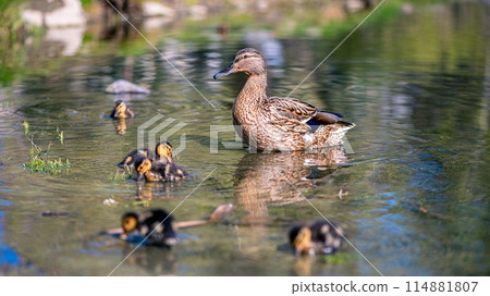 mother duck swims on the lake with her little cute ducklings, spring, summer, bird life mother duck swims on the lake with her little cute ducklings, spring, summer, bird life 114881807