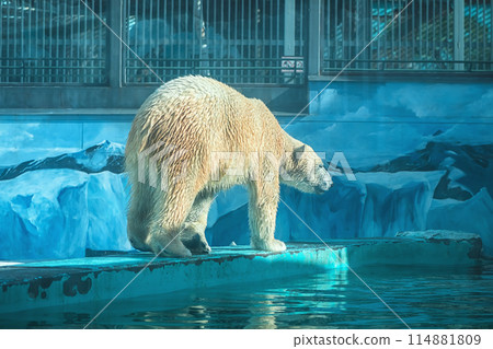 a polar bear in a zoo walks on a ledge on a blue background in the form of ice floes 114881809
