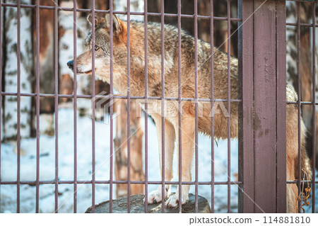 Close-up of a wolf behind bars in a zoo, wild predatory animal, mammal 114881810