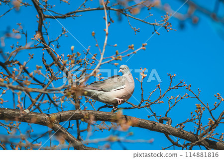 common Wood pigeon bird Columba palumbus on a tree branch in spring 114881816